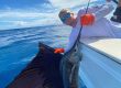 quepos offshore fishing charters marina pez vela